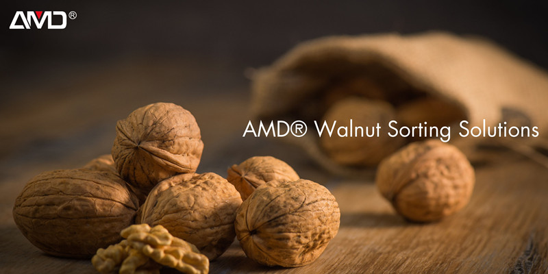 Walnut Sorting Machine